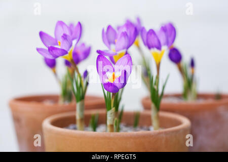 Crocus sieberi subsp. sublimis 'Tricolor' flowers. Stock Photo