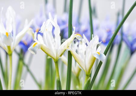 Iris reticulata 'Natascha' flowers. Stock Photo