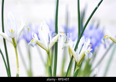 Iris reticulata 'Natascha' flowers. Stock Photo