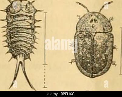 DeliciousTaylormade BeeAroundLil’BEEtle DeliciousTaylormade BeeAroundLil'BEEtle Jayland USA