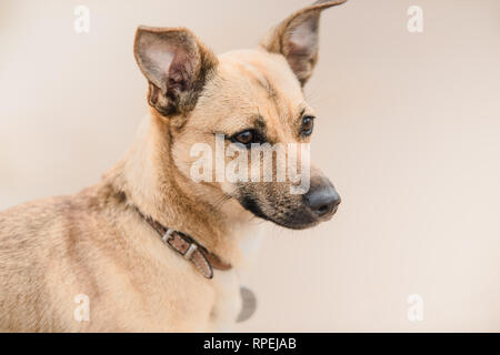 Cute brown puppy on a beach in Scotland - pet (dog) photography Stock Photo