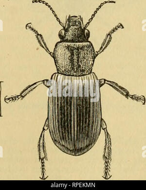 The American entomologist. Entomology. species, just now