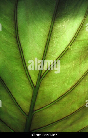Leaf of Alocasia wentii Stock Photo