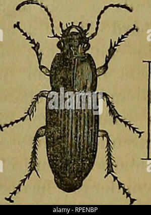 Fig. 5. Palpi, or Feelers Stock Photo - Alamy