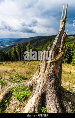 Tree Stump with Trail and Stormy Sky germany Stock Photo