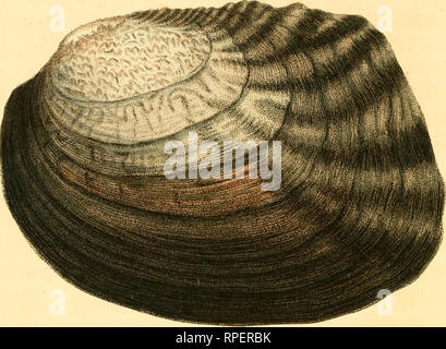 . American conchology; or, Descriptions of the shells of North America. Mollusks -- North America. ^^ ^?•f^^^^ y &quot;&quot;&quot;•^^ &quot;&quot;**«'*«««***, IWUiaUMUlUMUMdi' »,«*1»»»»***'' ,«**»«^^ „-*&lt;^' .^?'^ iW* .sVw /Jf/. CTi^fboiit Sc.. Please note that these images are extracted from scanned page images that may have been digitally enhanced for readability - coloration and appearance of these illustrations may not perfectly resemble the original work.. Say, Thomas, 1787-1834; Conrad, T. A. (Timothy Abbott), 1803-1877; Dall, William Healey, 1845-1927, former owner; Lea, Isaac, 1792 Stock Photo