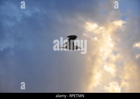 Isolated flying seagull flying up into the sky Stock Photo