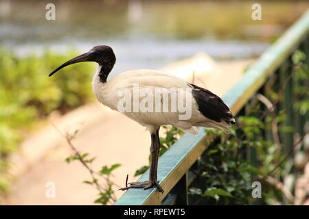 Black and white ibis bird sitting on a green metal fence in a park Stock Photo