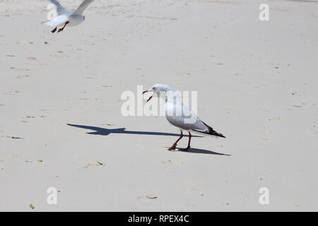 Seagull with open beak squawking at another seagull that is flying away on a white sandy beach Stock Photo