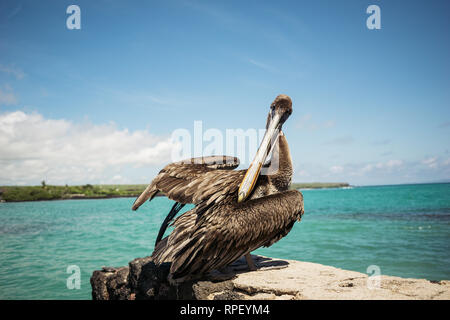 Galapagos Pelican Bird Stock Photo