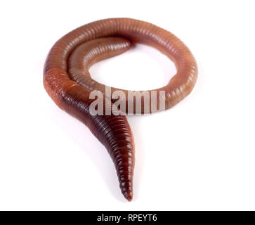 one earthworms isolated on white background Stock Photo