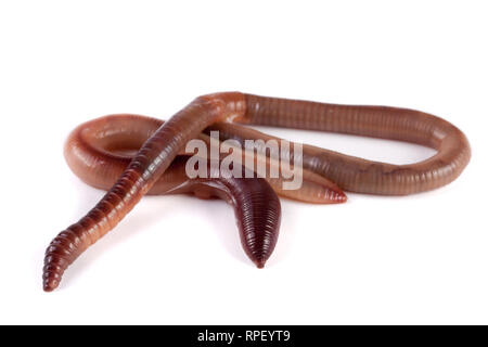 Two earthworms isolated on white background Stock Photo