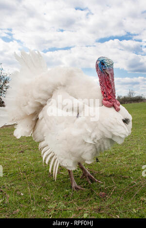 white turkey male or gobbler closeup on the blue sky background Stock Photo