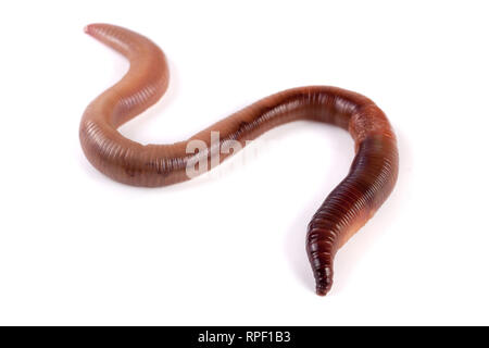 one earthworms isolated on white background Stock Photo