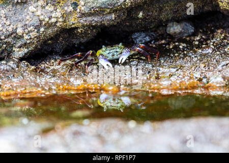 Alert ghost crab (Ocypode ryderi) on the beach, South Africa Stock Photo