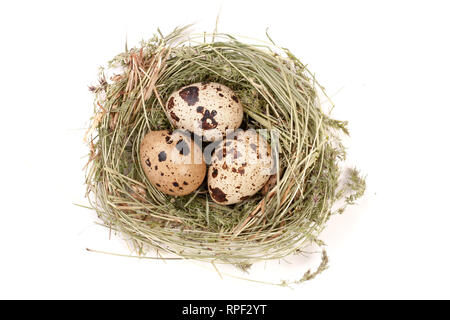 four quail eggs in a nest isolated on white background. Top view Stock Photo