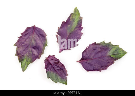 Fresh purple basil leaves isolated on white background Stock Photo