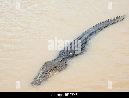 Saltwater crocodile in the Adelaide River in remote area of Middle Point, Northern Territory, Australia Stock Photo