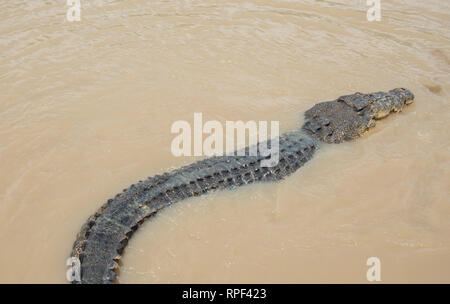 Saltwater crocodile in the Adelaide River in remote area of Middle Point, Northern Territory, Australia Stock Photo