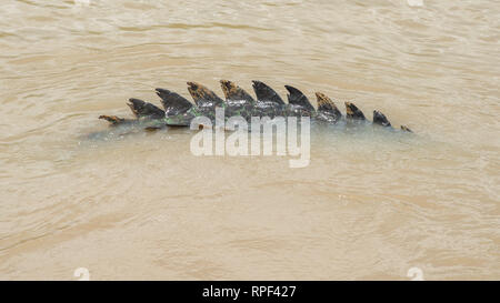 Detail of tail of a saltwater crocodile swimming in the Adelaide River in remote area of Middle Point, Northern Territory, Australia Stock Photo