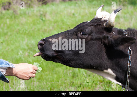 Black and white cow grazes on a meadow in the village Stock Photo
