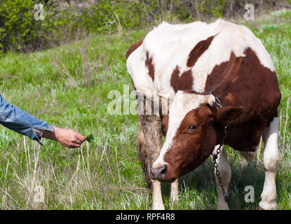 brown and white cow grazes on a meadow in the village Stock Photo