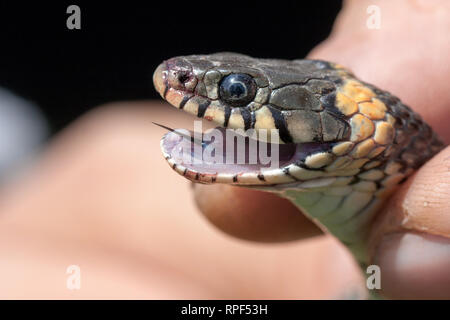 Grass Snake in the human hands. Natrix natrix Stock Photo