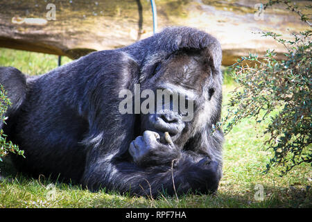 Gorilla lying on the green grass field and in a seemingly pensive manner behaviour. Large adult gorilla thinking lying on the ground. Stock Photo