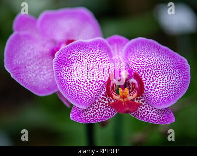 Leipzig, Germany. 21st Feb, 2019. An orchid blooms in a greenhouse in the Botanical Garden before the opening of the orchid show. Credit: Monika Skolimowska/dpa-Zentralbild/dpa/Alamy Live News Stock Photo