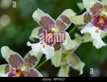 Leipzig, Germany. 21st Feb, 2019. An orchid blooms in a greenhouse in the Botanical Garden before the opening of the orchid show. Credit: Monika Skolimowska/dpa-Zentralbild/dpa/Alamy Live News Stock Photo