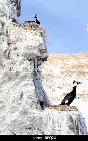 (190222) -- BEIJING, Feb. 22, 2019 (Xinhua) -- Cormorants are seen on the rock of an island on Qinghai Lake in northwest China's Qinghai Province, April 15, 2016.   China's largest inland saltwater lake saw its water level rise 0.48 meters in 2018 as a result of increased rainfall, the local meteorological center said.     Qinghai Lake, situated in northwest China's Qinghai Province, has been expanding since 2005. The water level rose to 3,195.41 meters at the end of last year, according to the Qinghai hydrology and water resources investigation bureau.     Experts said the rising level of the Stock Photo