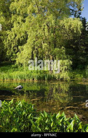 Pond and aquatic vegetation at springtime, Centre de la Nature, Saint-Vincent-de-Paul, Laval, Quebec, Canada. Stock Photo