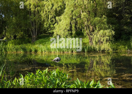 Pond and aquatic vegetation at springtime, Centre de la Nature, Saint-Vincent-de-Paul, Laval, Quebec, Canada. Stock Photo