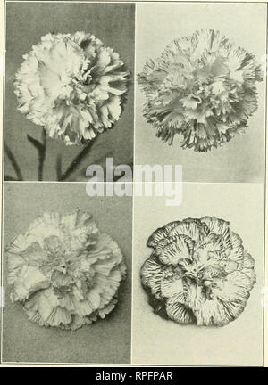 . The American carnation, how to grow it ... Carnations. Viola Allen Judge Hinsdale Mrs. George M. Bradt Fancr Seedling &quot; The fancy variegated section will afford the Hybridizer much interest and pleasure&quot;. Please note that these images are extracted from scanned page images that may have been digitally enhanced for readability - coloration and appearance of these illustrations may not perfectly resemble the original work.. Ward, Charles Willis. New York, A. T. De La Mare Printing and Publishing Company, ltd. Stock Photo