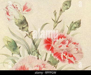 . The American carnation, how to grow it ... Carnations. . Please note that these images are extracted from scanned page images that may have been digitally enhanced for readability - coloration and appearance of these illustrations may not perfectly resemble the original work.. Ward, Charles Willis. New York, A. T. De La Mare Printing and Publishing Company, ltd. Stock Photo