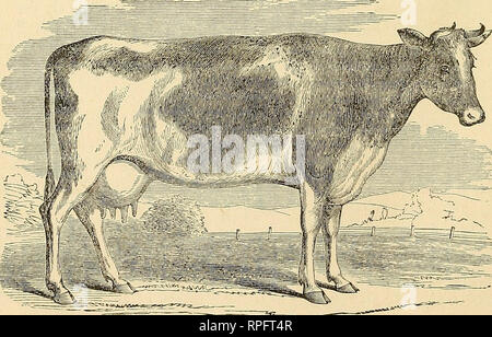 . The American cattle doctor: a complete work on all the diseases of cattle, sheep and swine. Cattle; Veterinary medicine. 70 DADD'S VETERINARY MEDICINE AND SURGERY. moclic action of the pyloric orifice, the action extending throughout the greater portion or all of the small intestines. Will you favor me with your opinion as to the cause of the cir- cumscribed and intense inflammation of the villous coat of the true stomach, and say if you think it arose from any chemical irritant ? The treatment consisted in the exhibition of spirits of ammonia aromatic with the carbonate; aperients, and at l Stock Photo