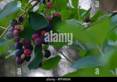 Berries on a Saskatoon Serviceberry in summer. Yaak Valley in the Purcell Mountains, northwest Montana. (Photo by Randy Beacham) Stock Photo