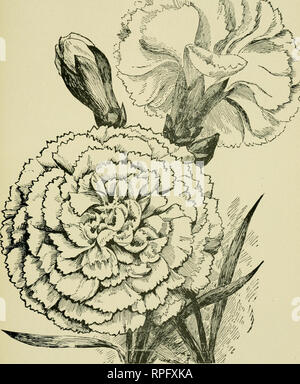 . American carnation culture. The evolution of Dianthus caryophyllus semperflorens. . BEA GULL,. Please note that these images are extracted from scanned page images that may have been digitally enhanced for readability - coloration and appearance of these illustrations may not perfectly resemble the original work.. Lamborn, Levi Leslie. Alliance, Ohio, Lo Ra L. Lamborn Stock Photo