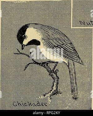 . American bird magazine, ornithology. Birds. . Please note that these images are extracted from scanned page images that may have been digitally enhanced for readability - coloration and appearance of these illustrations may not perfectly resemble the original work.. Worcester, Mass. : C. K. Reed Stock Photo