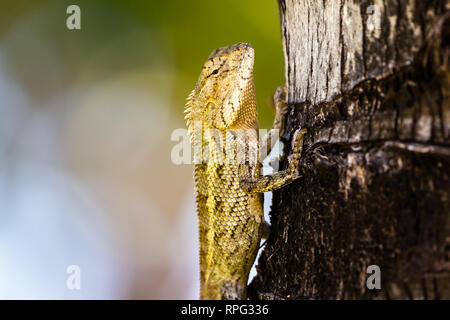 Mauritius oriental garden lizard (Calotes versicolor) resting on a palm tree , soft blurred bokeh background. Mauritius Stock Photo