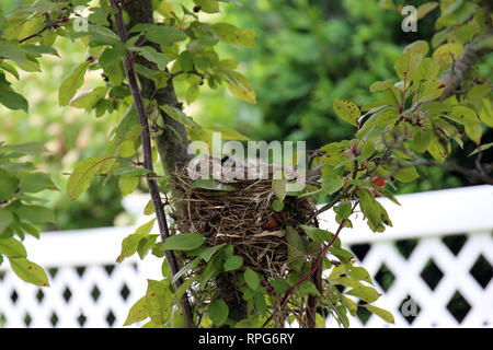 Close up of heads of baby Robins in a bird nest in a Crab Apple tree in the summer in Trevor, Wisconsin, USA Stock Photo