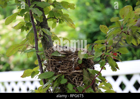 Close up of heads of baby Robins in a bird nest in a Crab Apple tree in the summer in Trevor, Wisconsin, USA Stock Photo