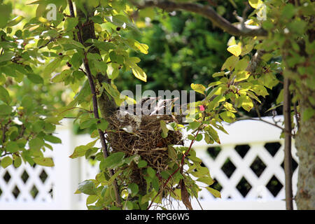 Close up of baby Robins in a bird nest in a Crab Apple tree in the summer in Trevor, Wisconsin, USA Stock Photo