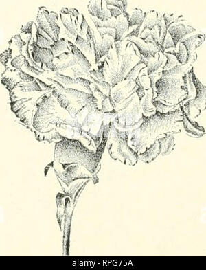 . The American carnation, how to grow it ... Carnations. Illustrations Cross-Breediiig and Fertilizing—Illustrating Reproductive Organs Hybridizing Tools ....... Types of Good Calyces ....... A Bursted Carnation ....... A Vase of Selected Seedlings ...... Carnations Governor Roosevelt, Mrs. Theodore Roosevelt, Adonis and Mrs. Thomas W. Lawson ...... Freak Carnation Flowers ....... Bizarre Seedling—Single Bloom ..... Bizarre Seedling—Single Bloom ...... Fancy Varieties—Viola Allen, Judge Hinsdale, Mrs. Bradt, Fancy Seedling ........ White Varieties—Shasta, White Seedling, Alba, Lizzie McGowan Y Stock Photo