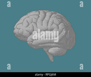 Light green engraving brain side view illustration isolated on gray ...