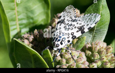 Giant Leopard Moth Stock Photo