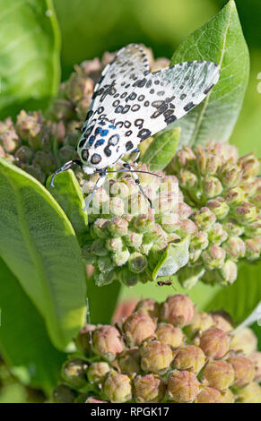 Giant Leopard Moth Stock Photo