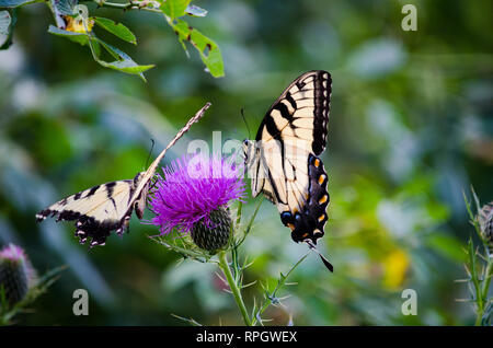 flowers and butterflies Stock Photo