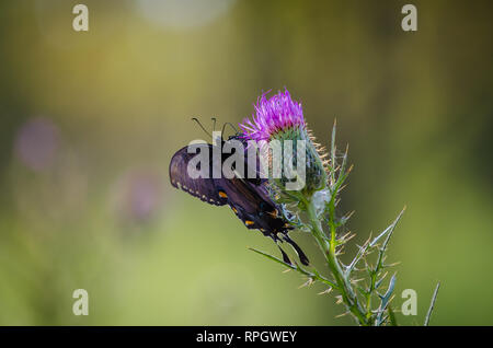 flowers and butterflies Stock Photo