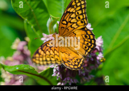 flowers and butterflies Stock Photo